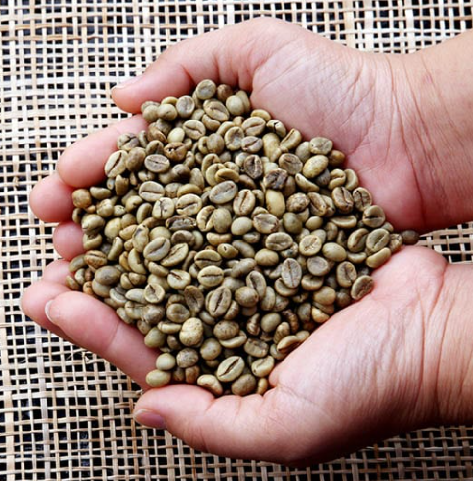  This is Robusta coffee beans 